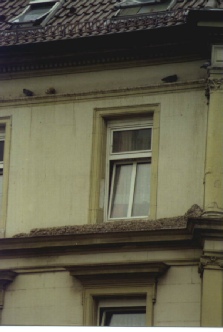 Taubenkot auf Fenstergesims ARTA Stuttgart